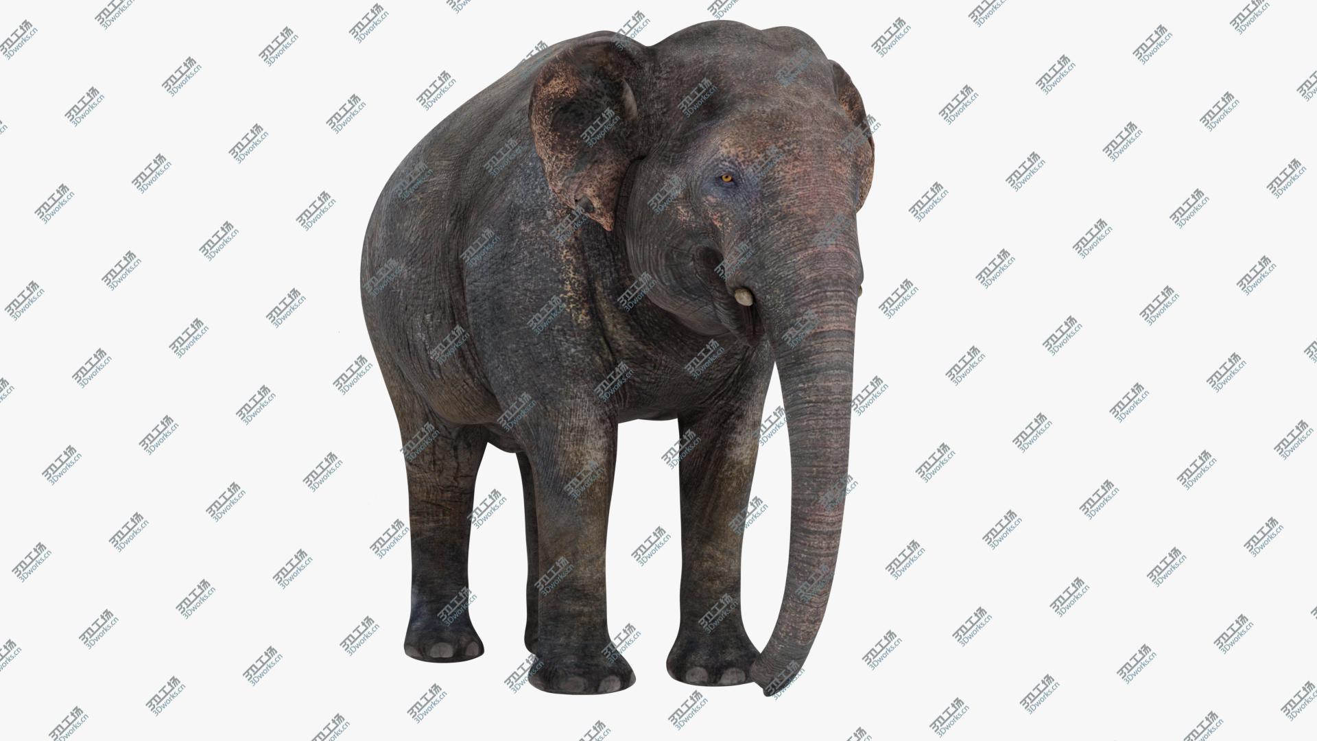 images/goods_img/202104093/3D model Asian Elephant/1.jpg